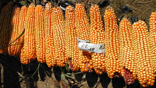 Ensemble d'éis de maïs hybride montrant l'homogénéité de la production