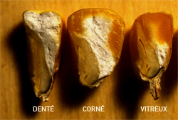 photos comparative de grains de maïs denté, corné et vitreux