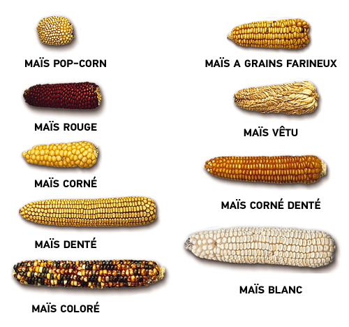 les différents types d'épis de maïs
